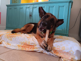 Enlarge Amber, a Adopted German Shepherd Dog in Lake Placid, FL image 3/5