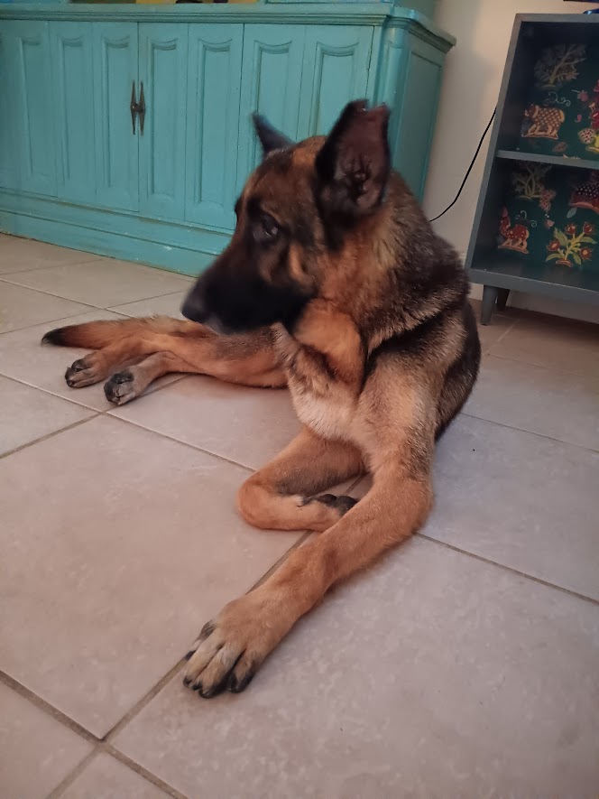 Enlarge Amber, a Adopted German Shepherd Dog in Lake Placid, FL image 4/5