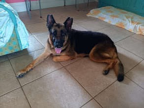 Enlarge Amber, a Adopted German Shepherd Dog in Lake Placid, FL image 2/5