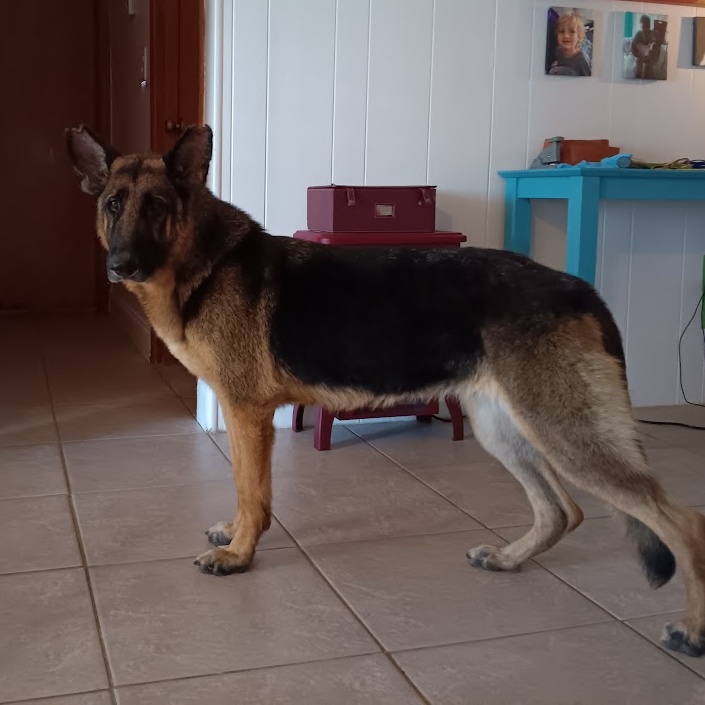 Enlarge Amber, a Adopted German Shepherd Dog in Lake Placid, FL image 1/5