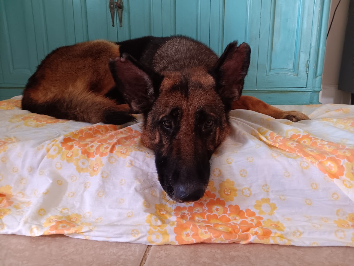 Enlarge Amber, a Adopted German Shepherd Dog in Lake Placid, FL image 5/5