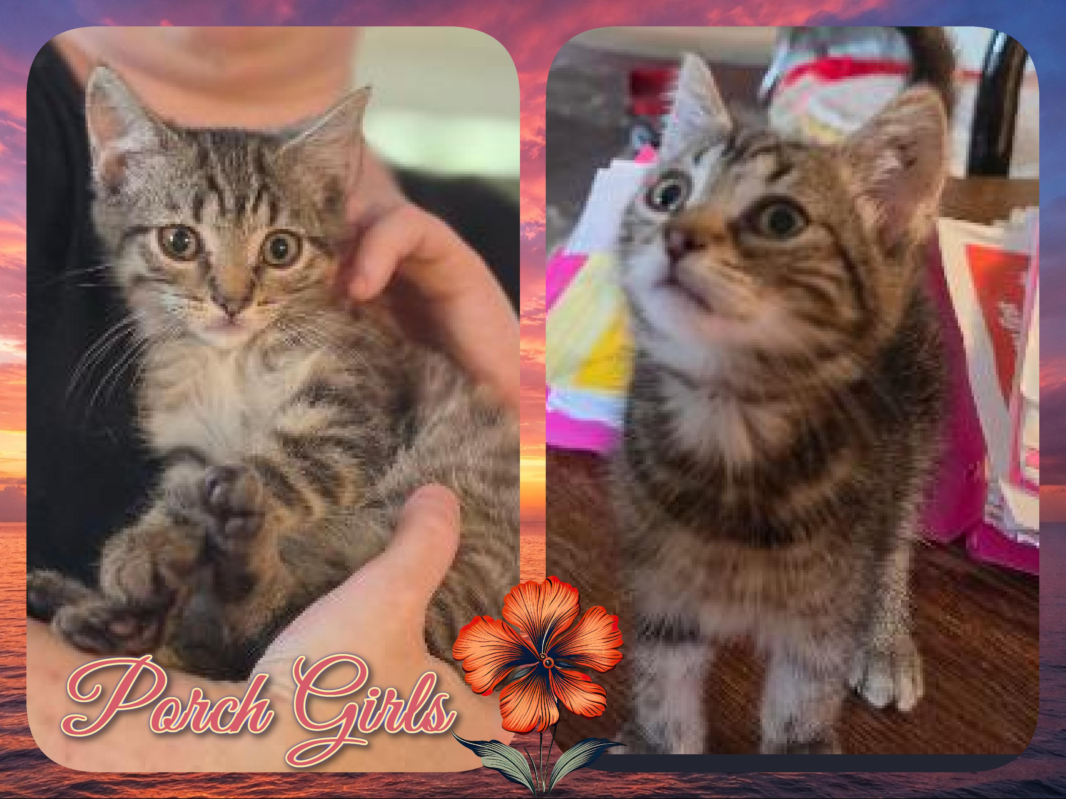 Porch Litter GIrls, ADOPTABLE, Kitten Female Domestic Short Hair.