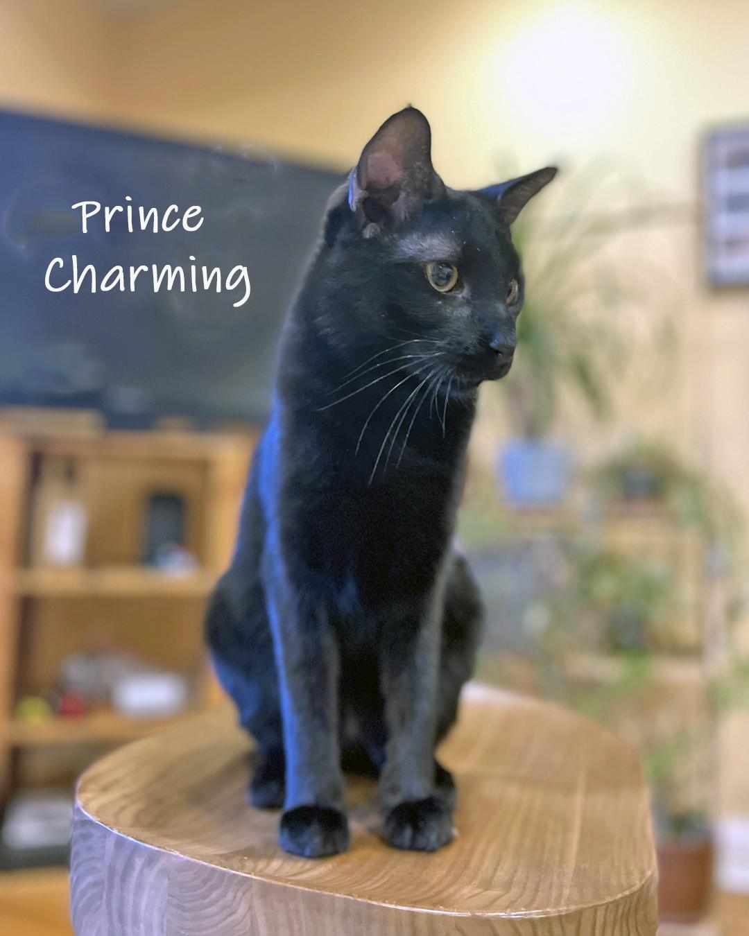 Enlarge Prince Charming, a Adoptable Domestic Short Hair in Chicago, IL image 1/2