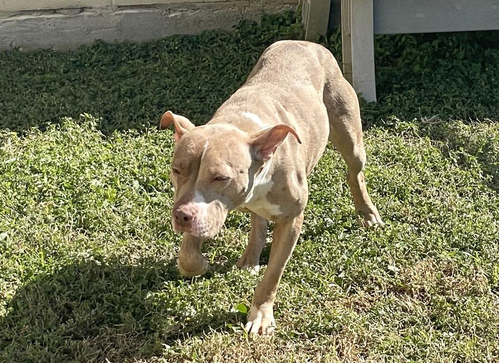 Hillary, a Adoptable mixed breed in Belton, TX image 1/6