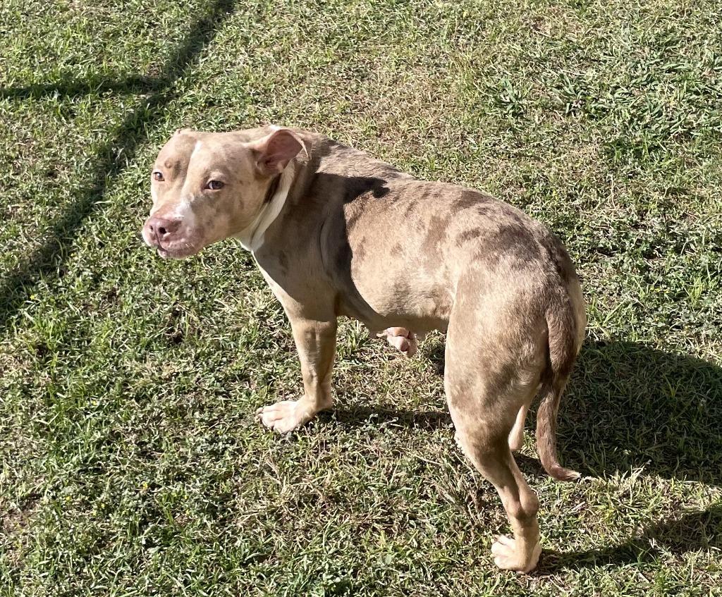 Hillary, a Adoptable mixed breed in Belton, TX image 2/6