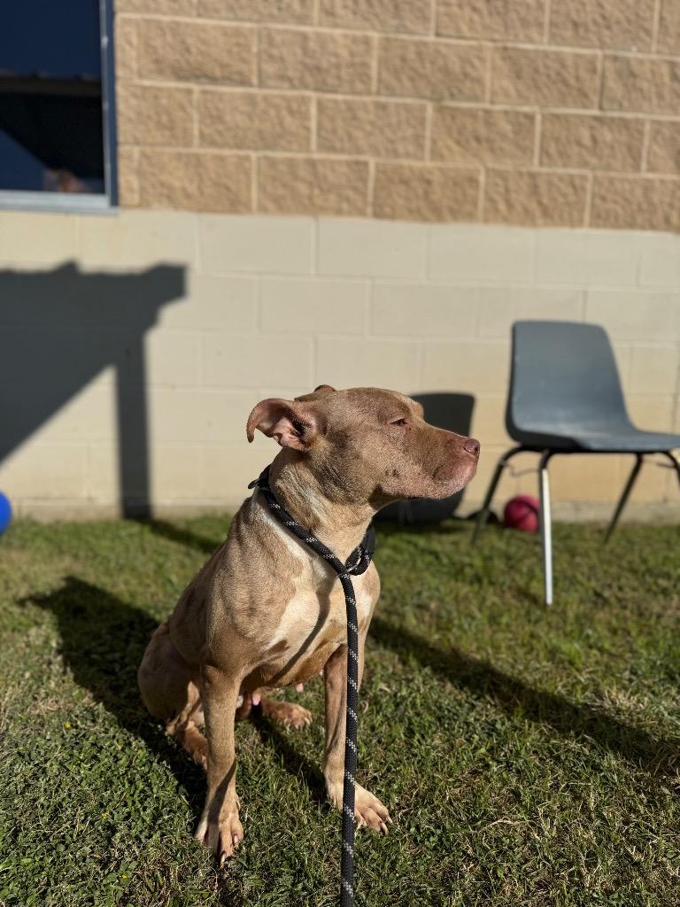 Hillary, a Adoptable mixed breed in Belton, TX image 3/6