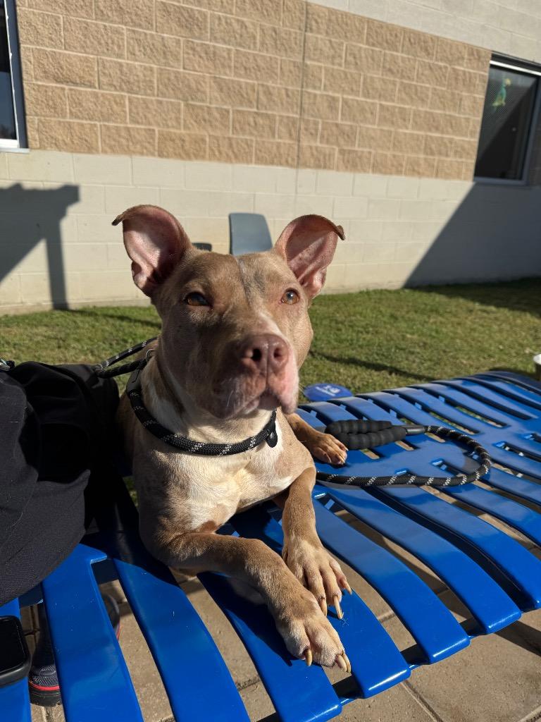 Hillary, a Adoptable mixed breed in Belton, TX image 4/6