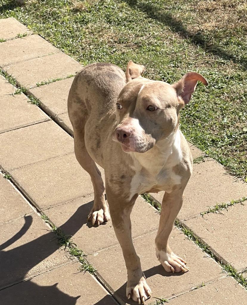 Hillary, a Adoptable mixed breed in Belton, TX image 5/6