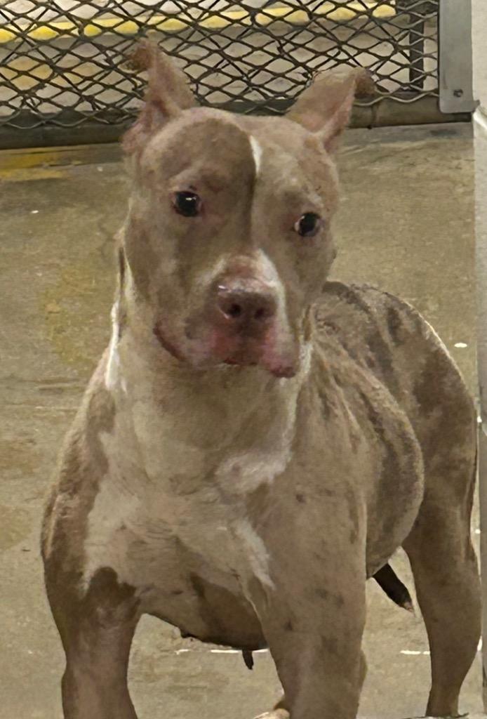 Hillary, a Adoptable mixed breed in Belton, TX image 6/6