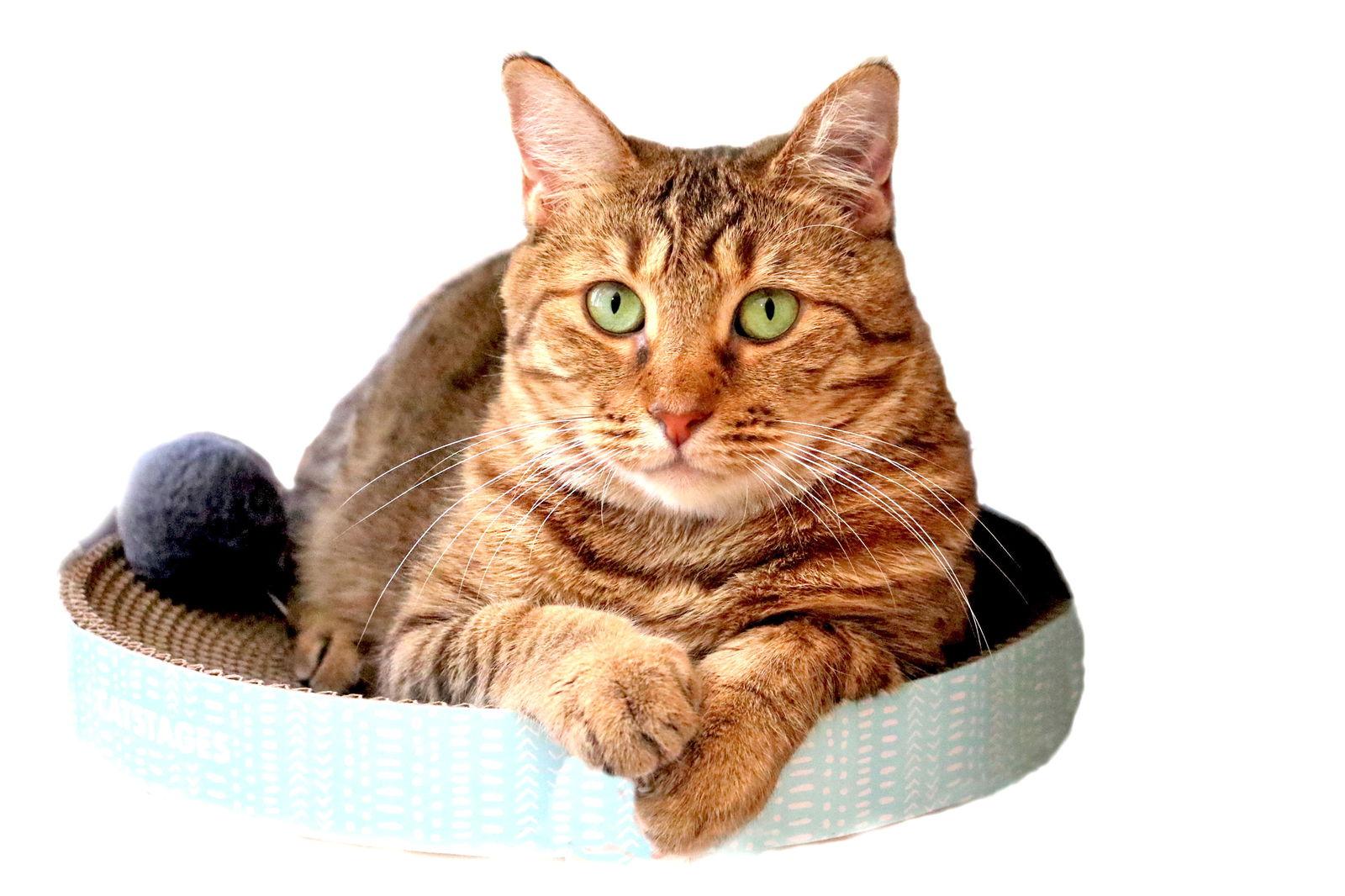 Sapphire, a Adoptable mixed breed in Buford, GA image 1/6