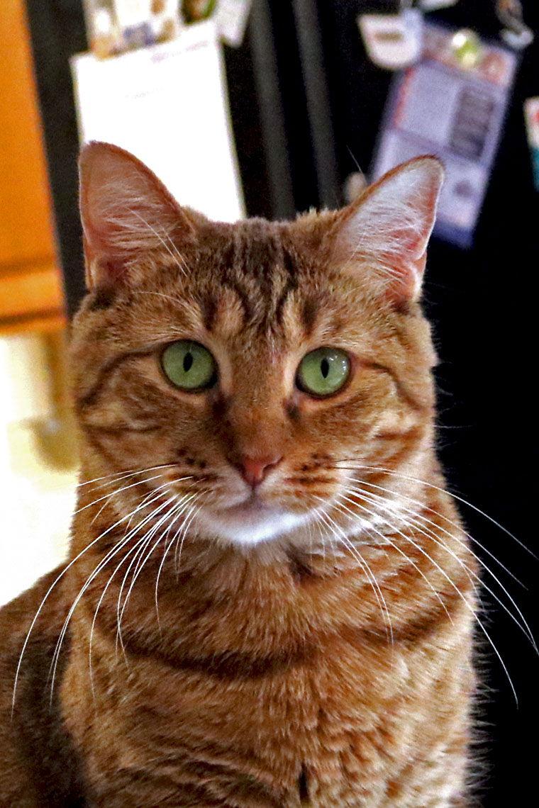 Sapphire, a Adoptable mixed breed in Buford, GA image 2/3