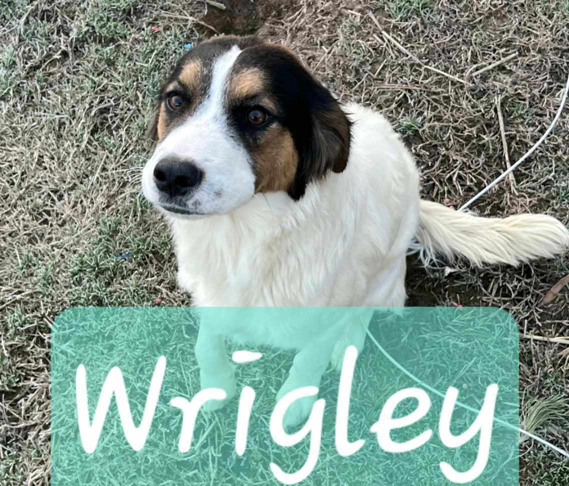 Wrigley, Young Male Australian Cattle Dog / Blue Heeler