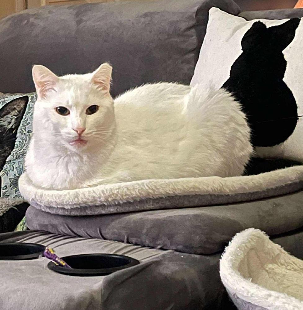 Apricot, Adopted, Adult Male Domestic Short Hair.