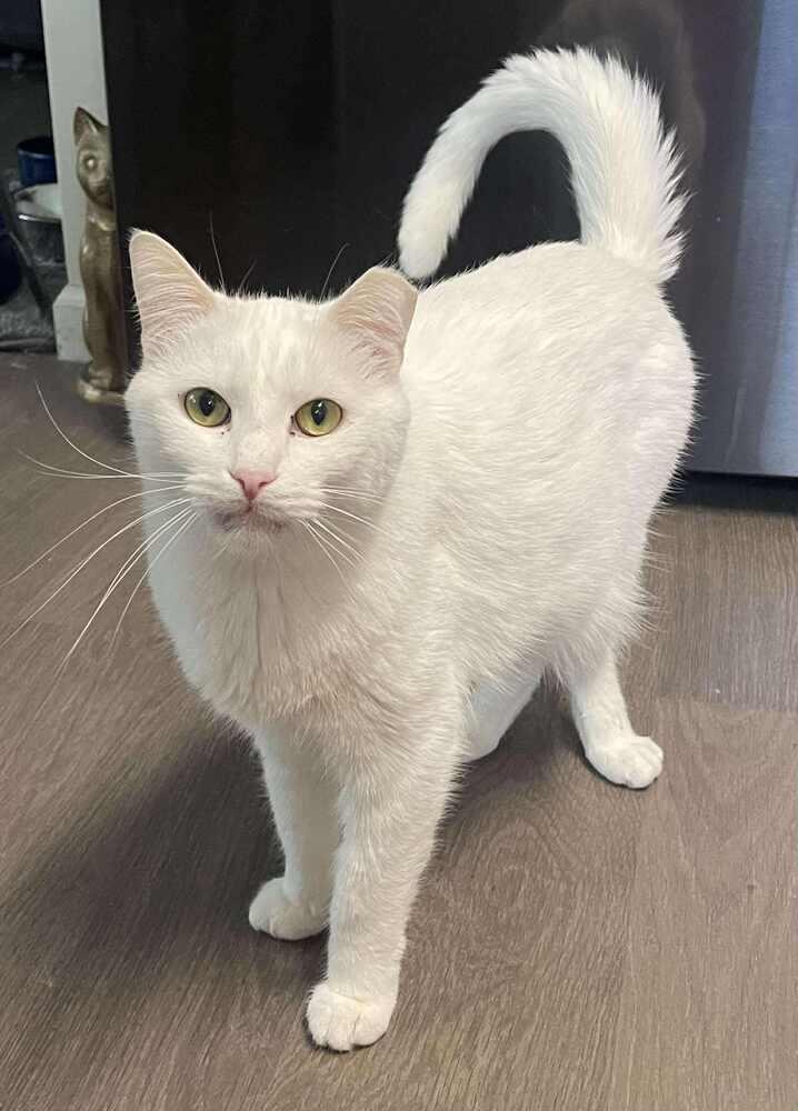 Enlarge Apricot, a Adopted mixed breed in Wendell, NC image 2/5