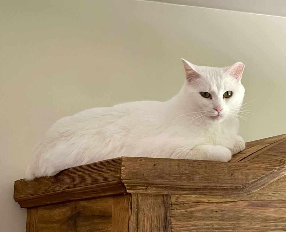 Enlarge Apricot, a Adopted mixed breed in Wendell, NC image 5/5