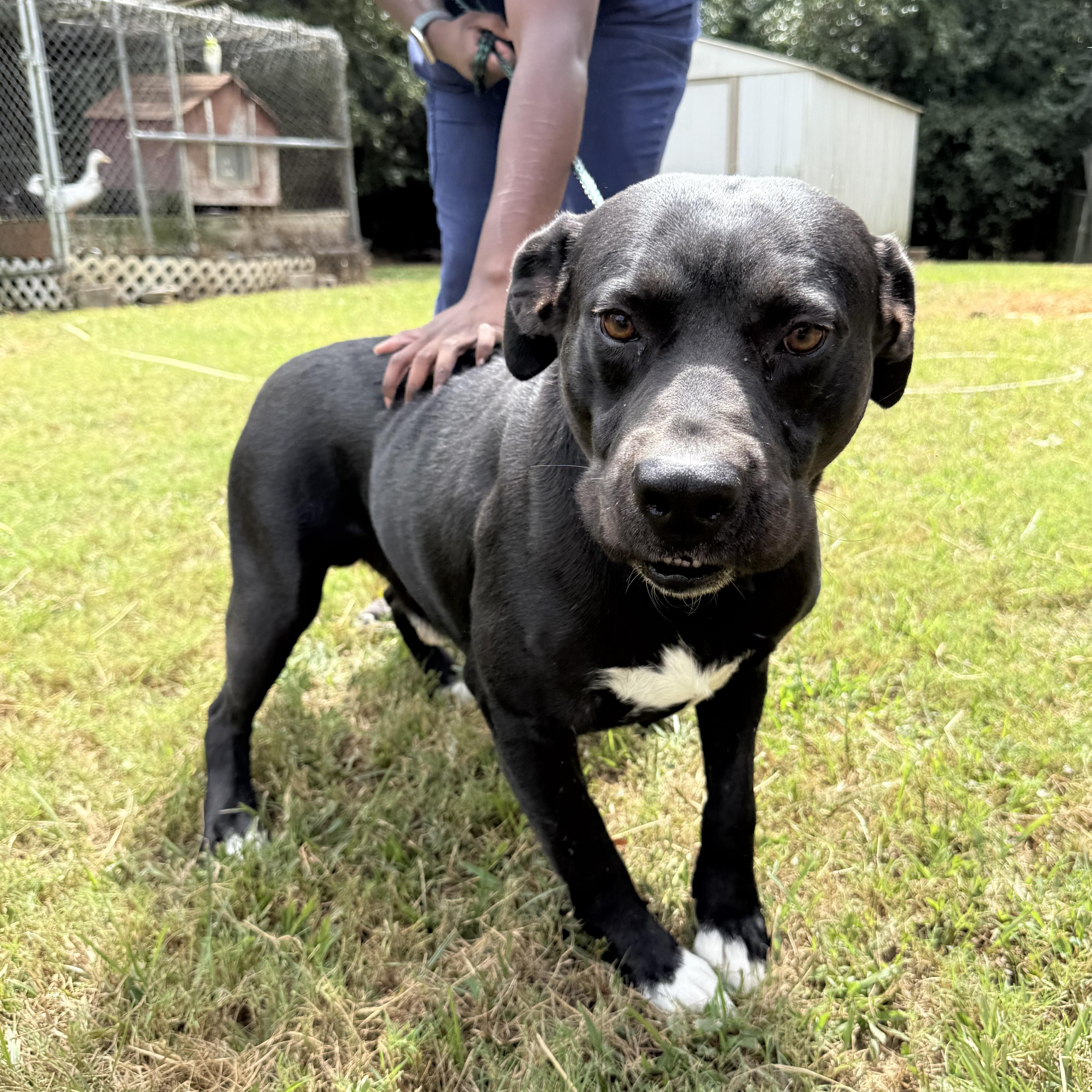 Bobby Joe — thumbnail 3