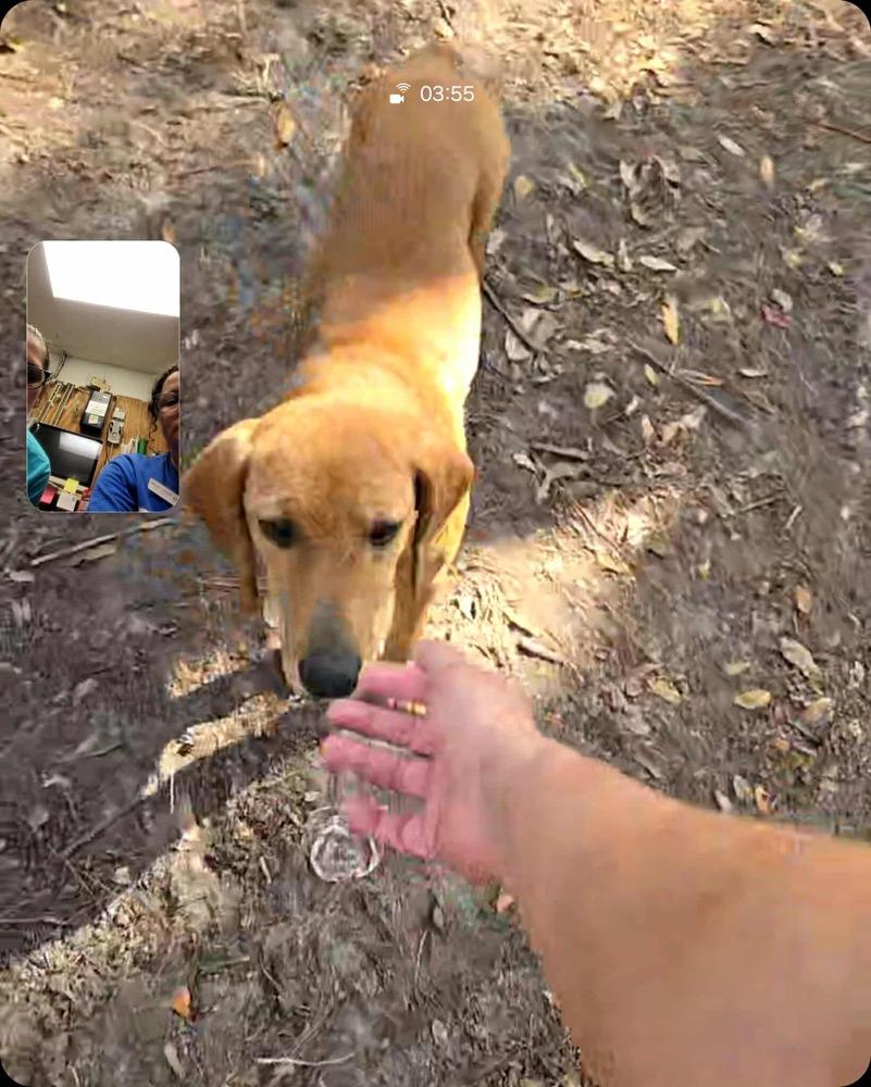 Enlarge Kris, a Adoptable mixed breed in Seminole, FL image 1/6