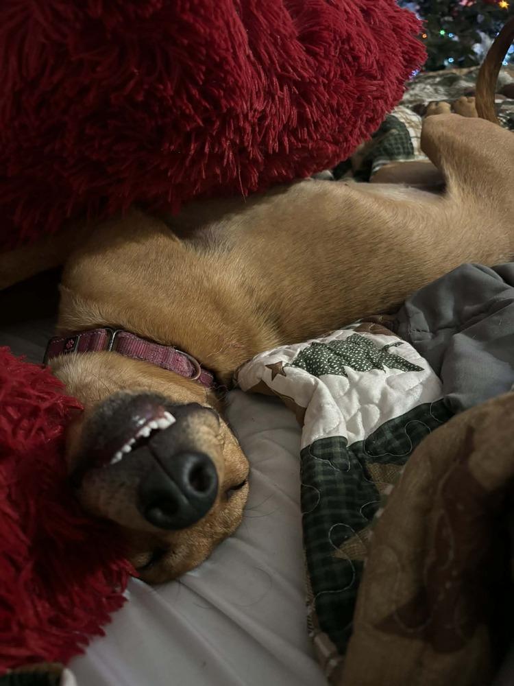 Enlarge Kris, a Adoptable mixed breed in Seminole, FL image 2/6