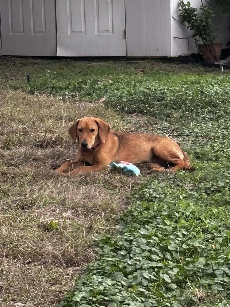 Enlarge Kris, a Adoptable mixed breed in Seminole, FL image 3/6