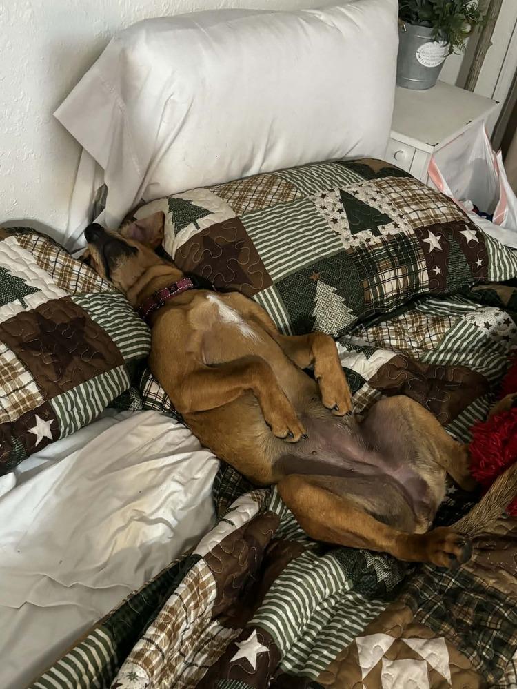 Enlarge Kris, a Adoptable mixed breed in Seminole, FL image 4/6