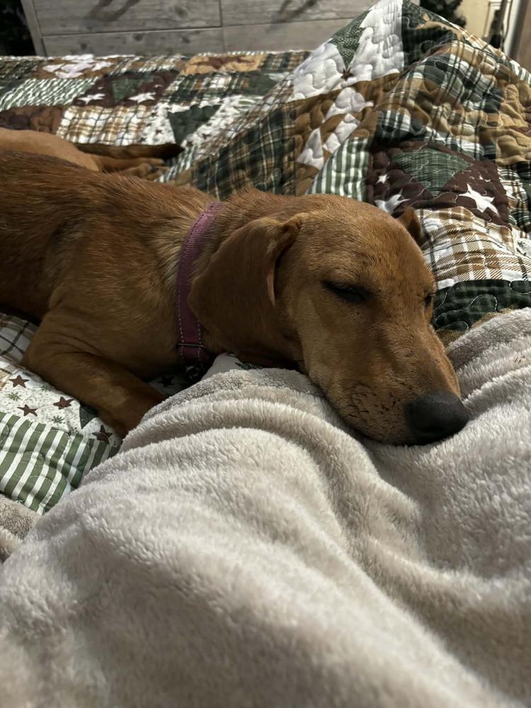 Enlarge Kris, a Adoptable mixed breed in Seminole, FL image 5/6