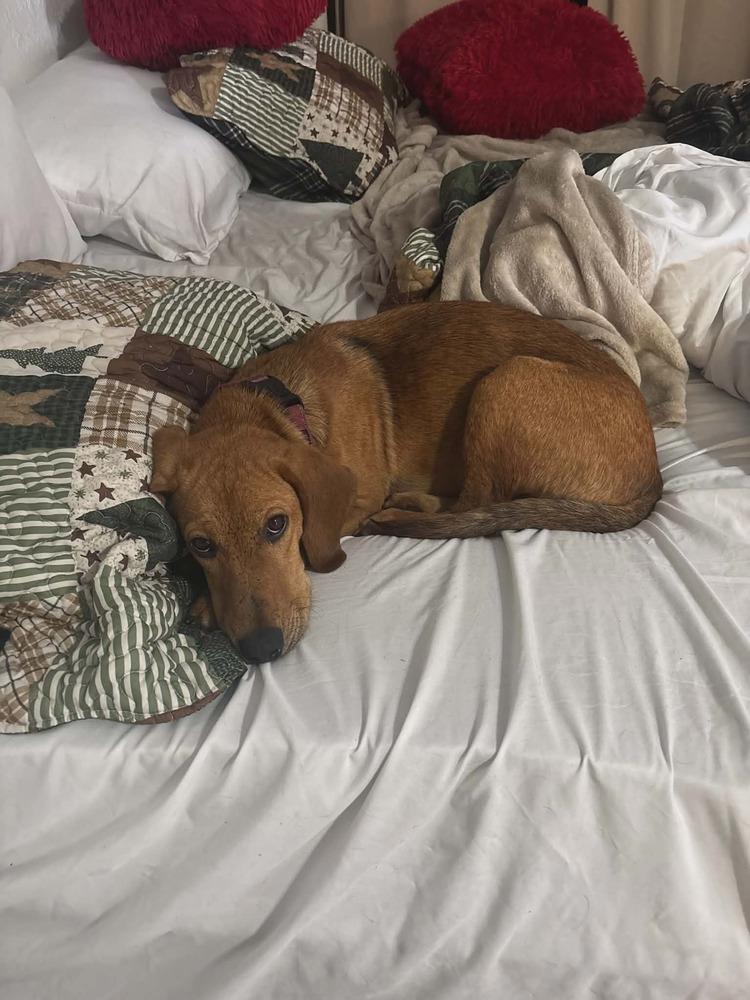 Enlarge Kris, a Adoptable mixed breed in Seminole, FL image 6/6