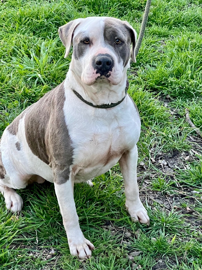 Jade, Adoptable, Adult Female American Bully.