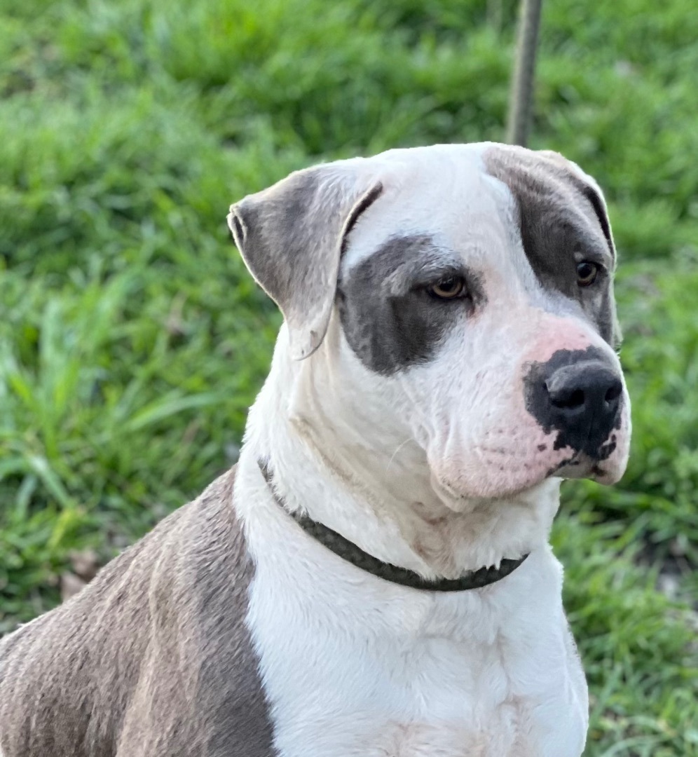 Jade, Adult Female American Bully