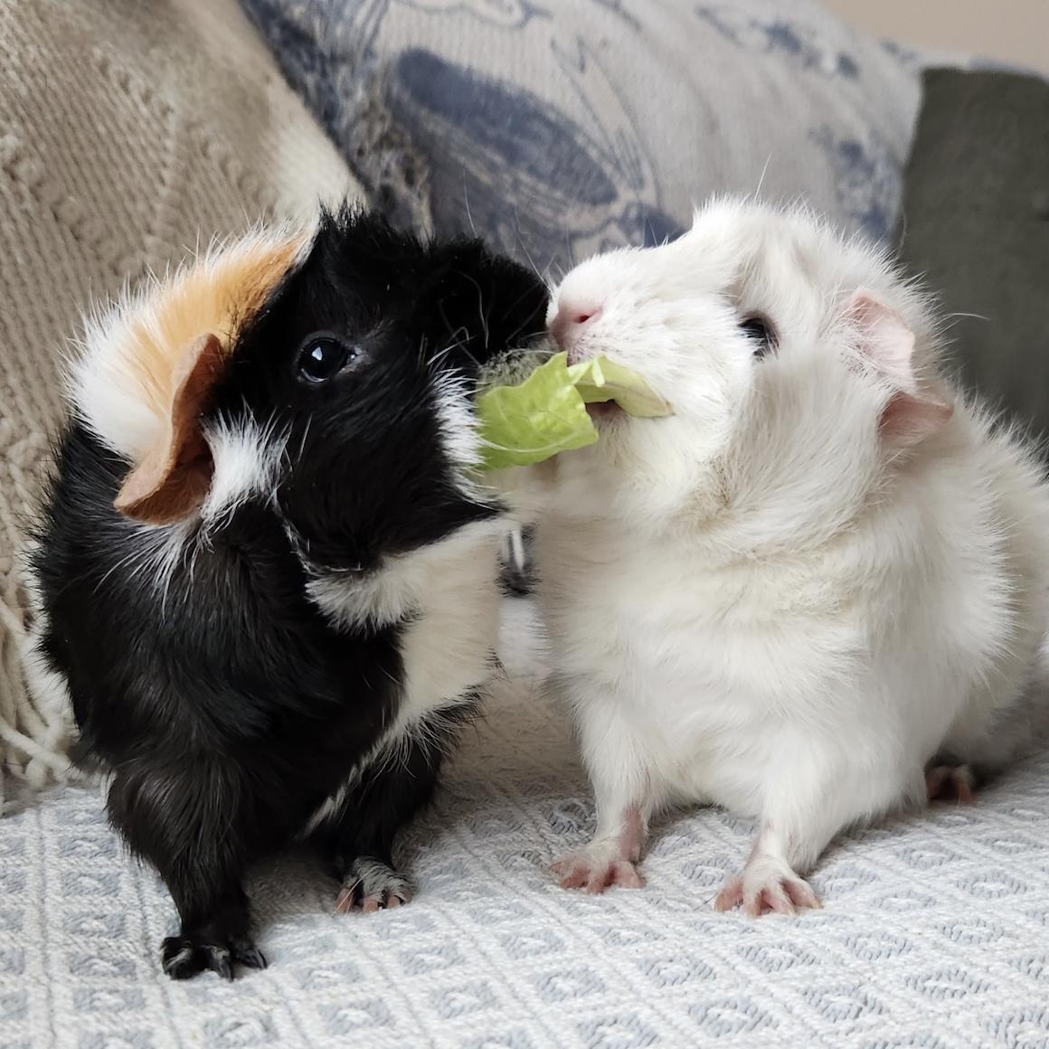 Sophie & Hazel BONDED, adopted, Young Female Abyssinian.