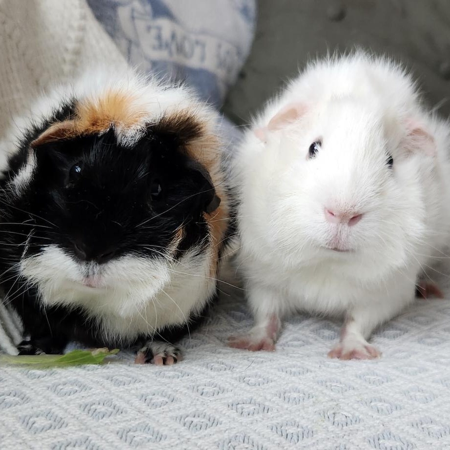 Enlarge Sophie & Hazel BONDED, an adopted Abyssinian in Minneapolis, MN image 4/6