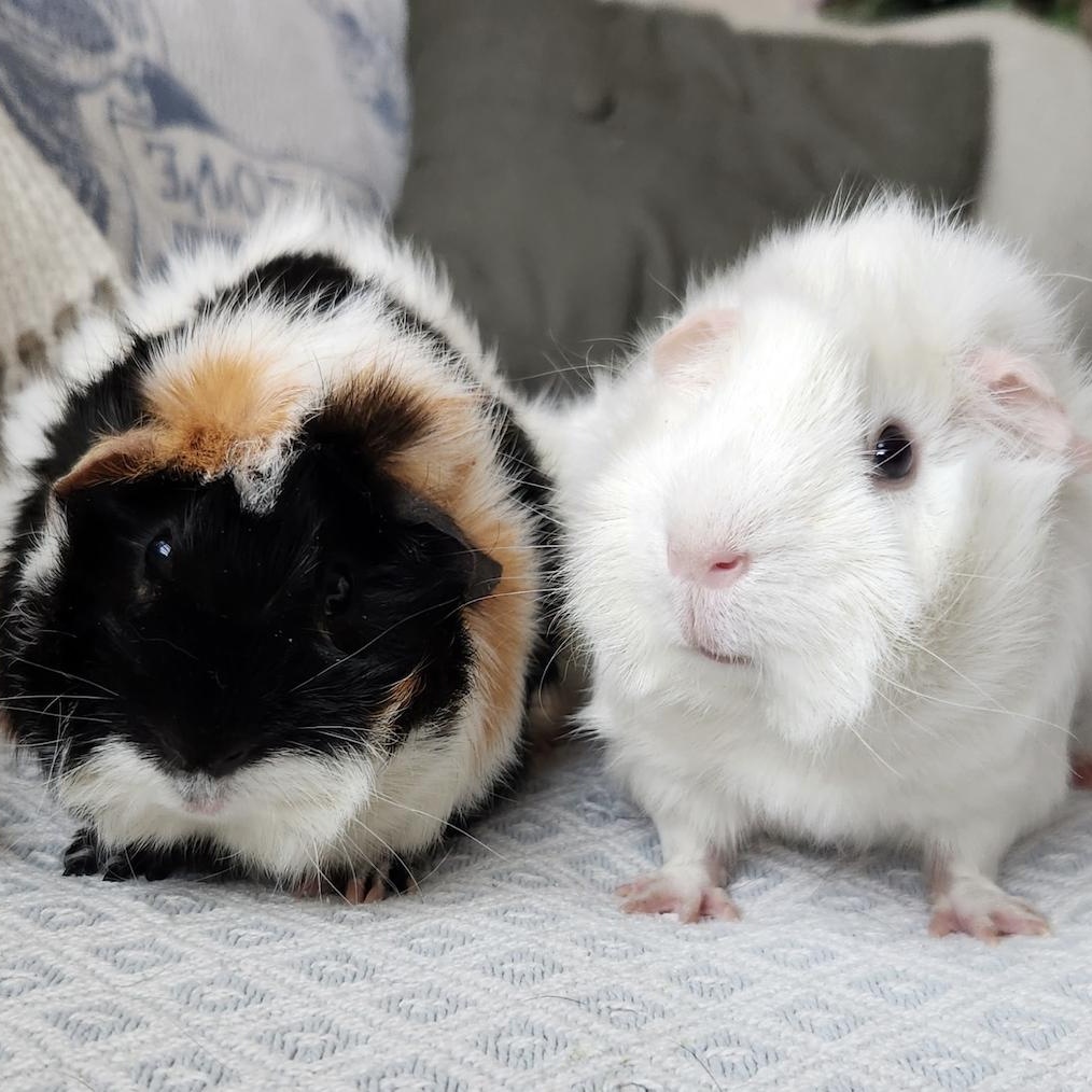 Enlarge Sophie & Hazel BONDED, an adopted Abyssinian in Minneapolis, MN image 3/6