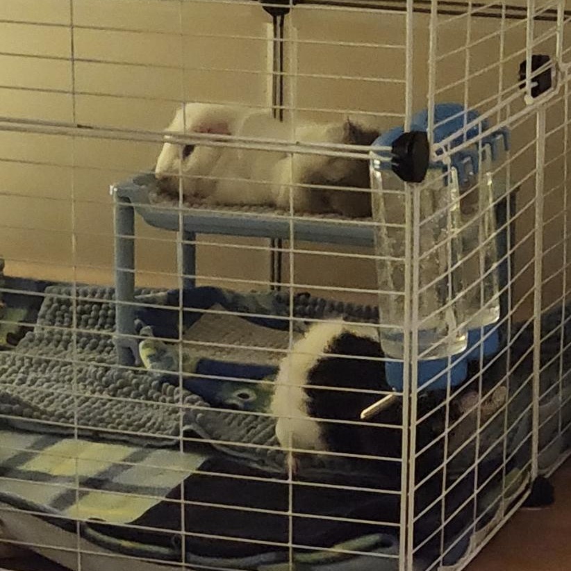 Enlarge Sophie & Hazel BONDED, an adopted Abyssinian in Minneapolis, MN image 5/6