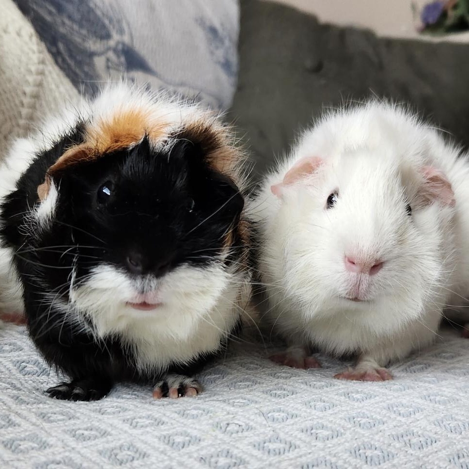 Enlarge Sophie & Hazel BONDED, an adopted Abyssinian in Minneapolis, MN image 6/6