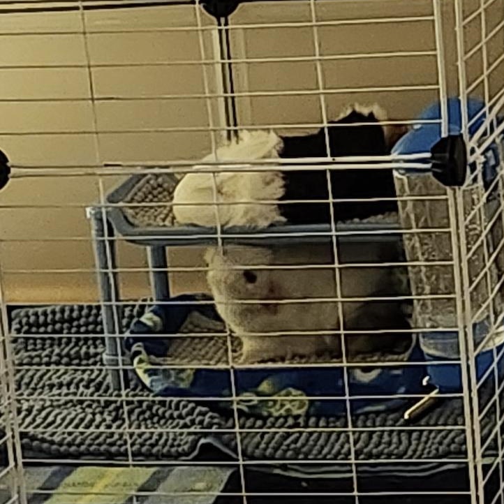 Enlarge Sophie & Hazel BONDED, an adopted Abyssinian in Minneapolis, MN image 2/6