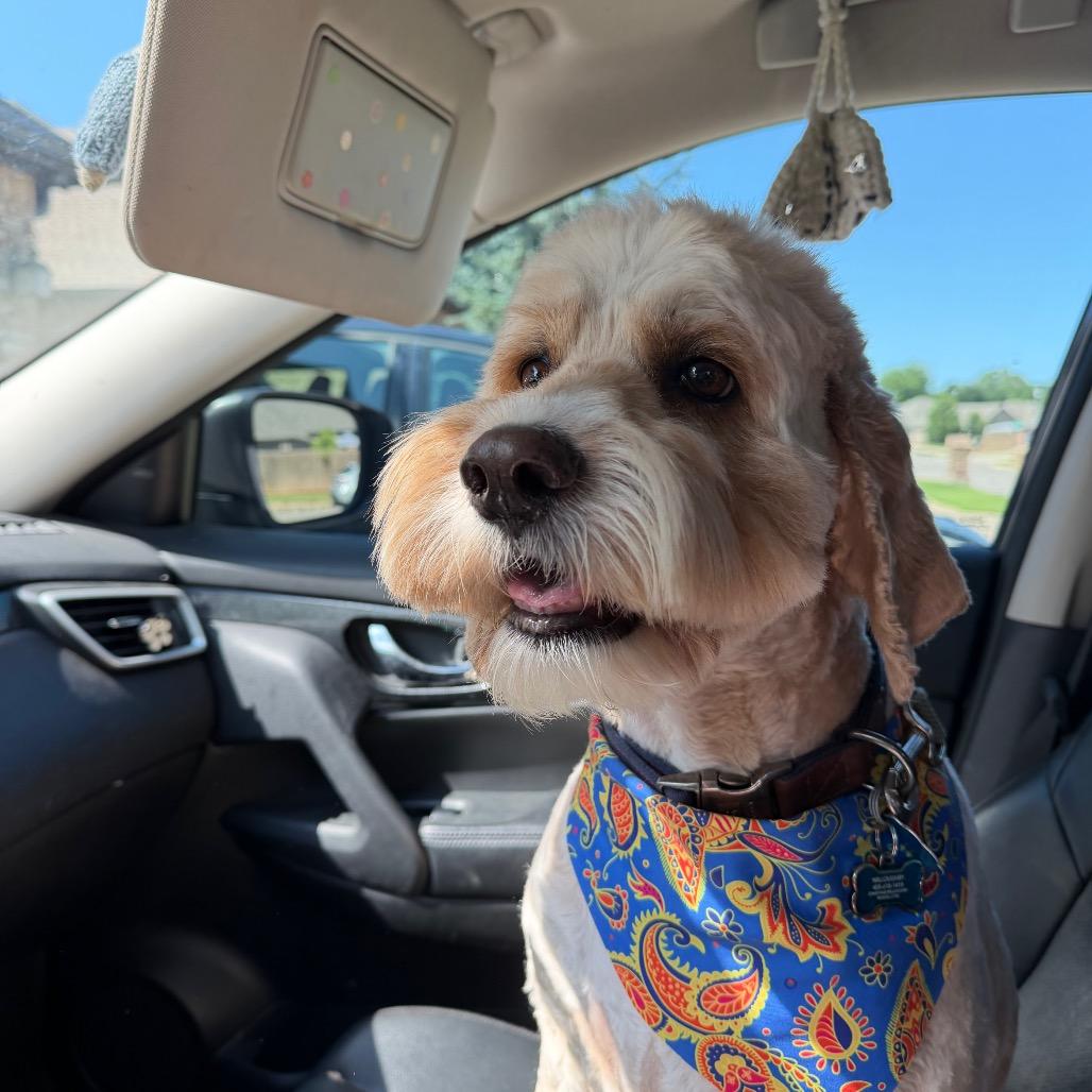 Flynn C-34357, Adoptable, Adult Male Cockapoo.