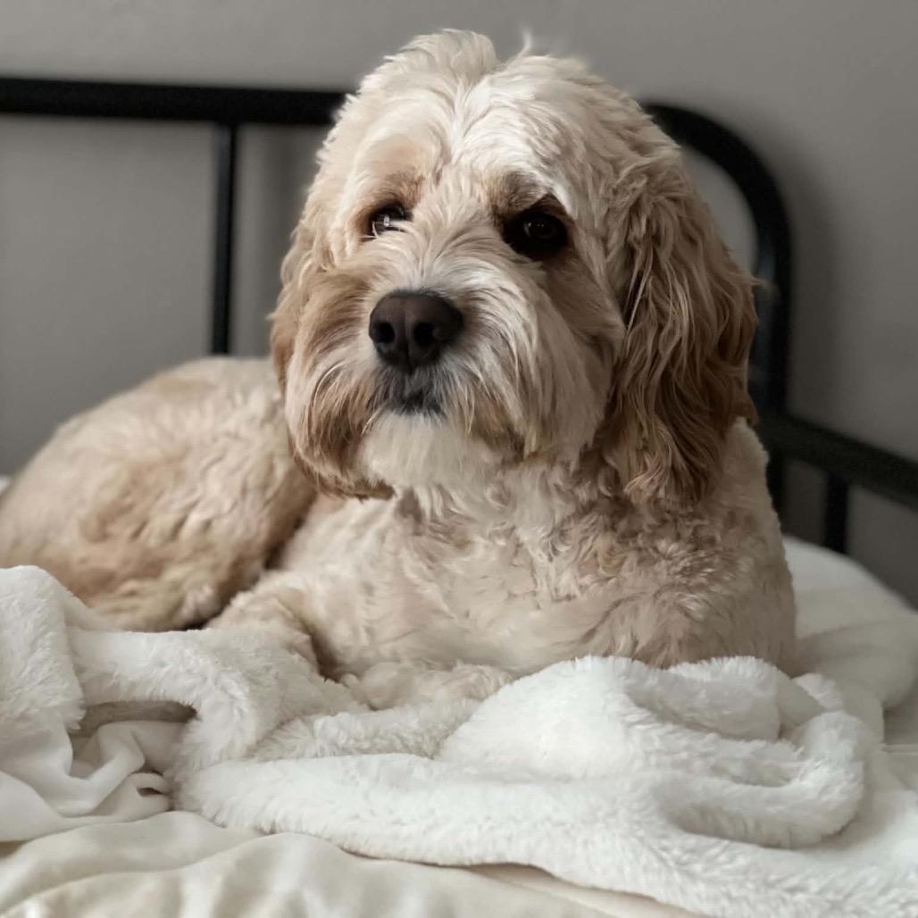Flynn C-34357, a Adoptable Cockapoo in Oklahoma City, OK image 2/4