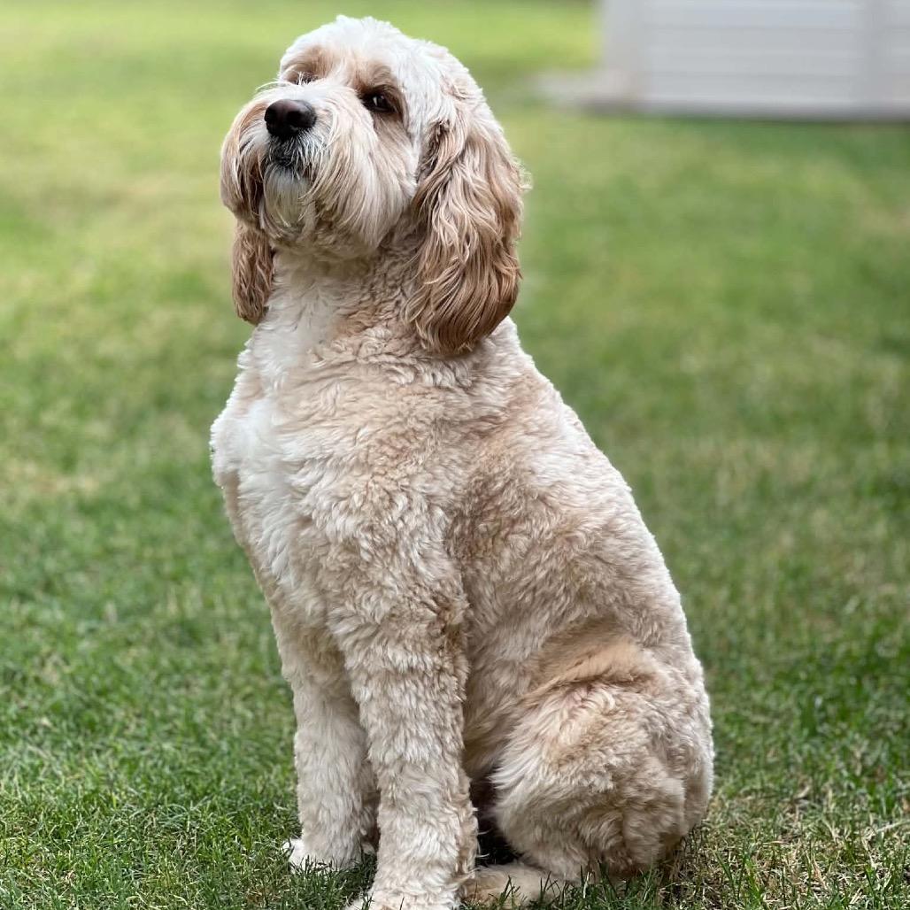 Flynn C-34357, a Adoptable Cockapoo in Oklahoma City, OK image 3/4