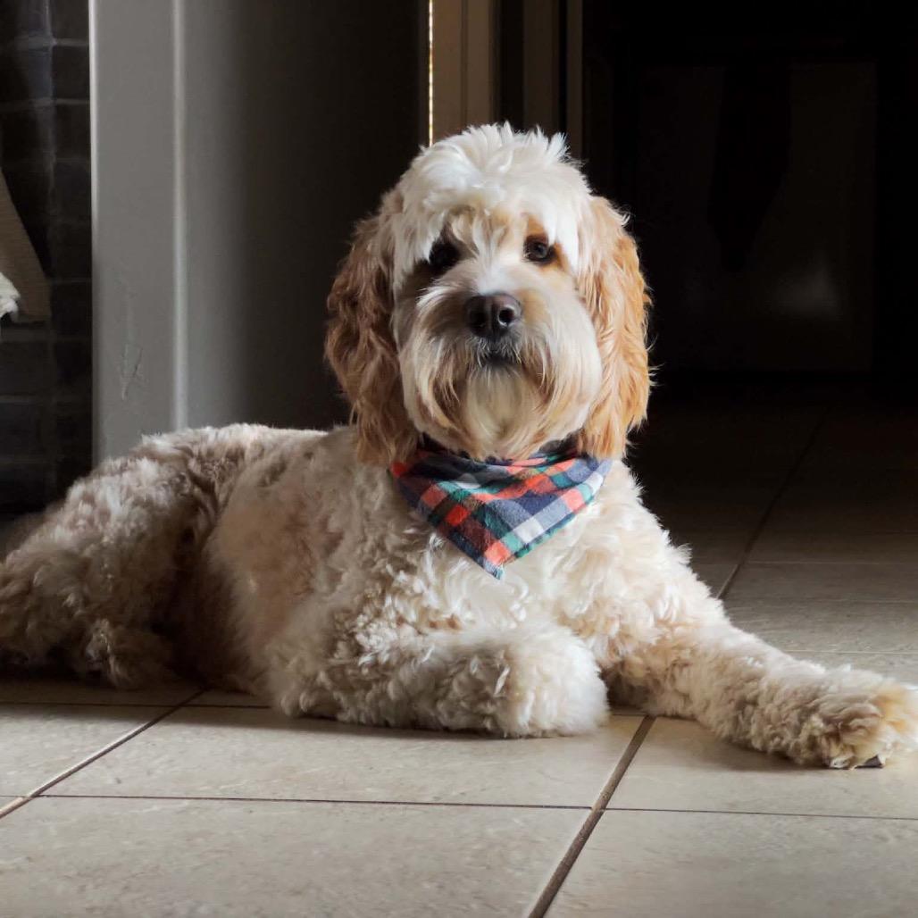 Flynn C-34357, a Adoptable Cockapoo in Oklahoma City, OK image 4/4