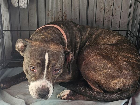 Haven, Adoptable, Adult Female Boxer.