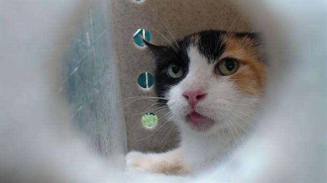 CALI, Adoptable, Adult Female Domestic Short Hair.