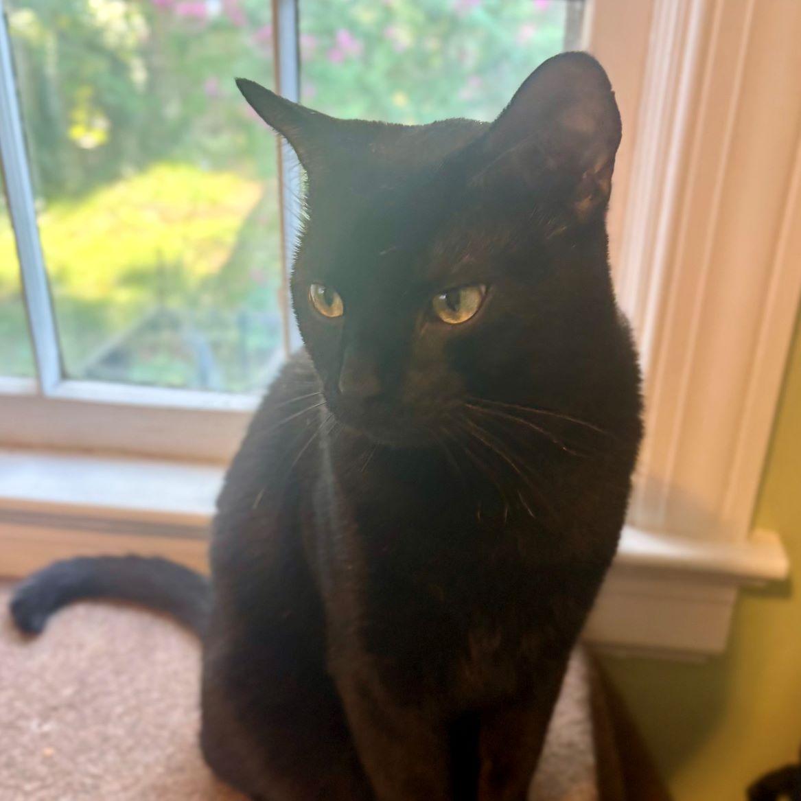 Enlarge Teir, a Adoptable Domestic Short Hair in Tulsa, OK image 6/6