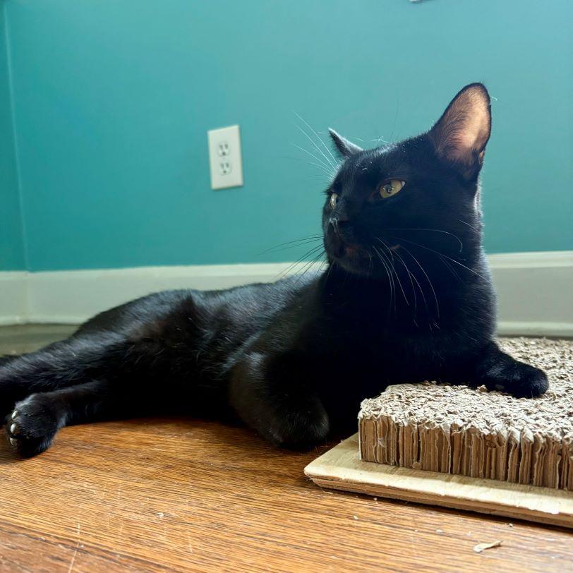 Enlarge Teir, a Adoptable Domestic Short Hair in Tulsa, OK image 5/6