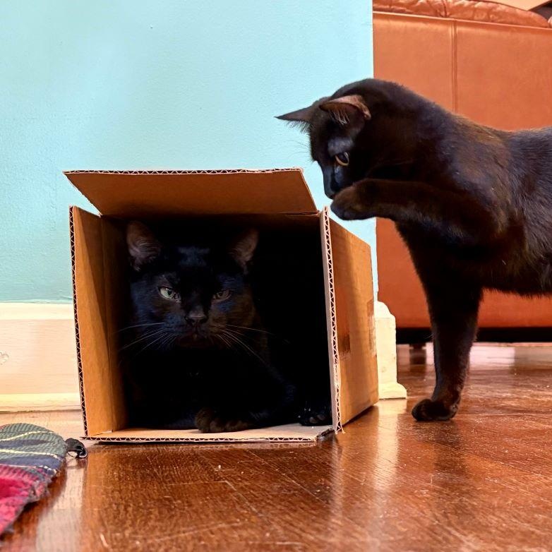 Enlarge Teir, a Adoptable Domestic Short Hair in Tulsa, OK image 2/6