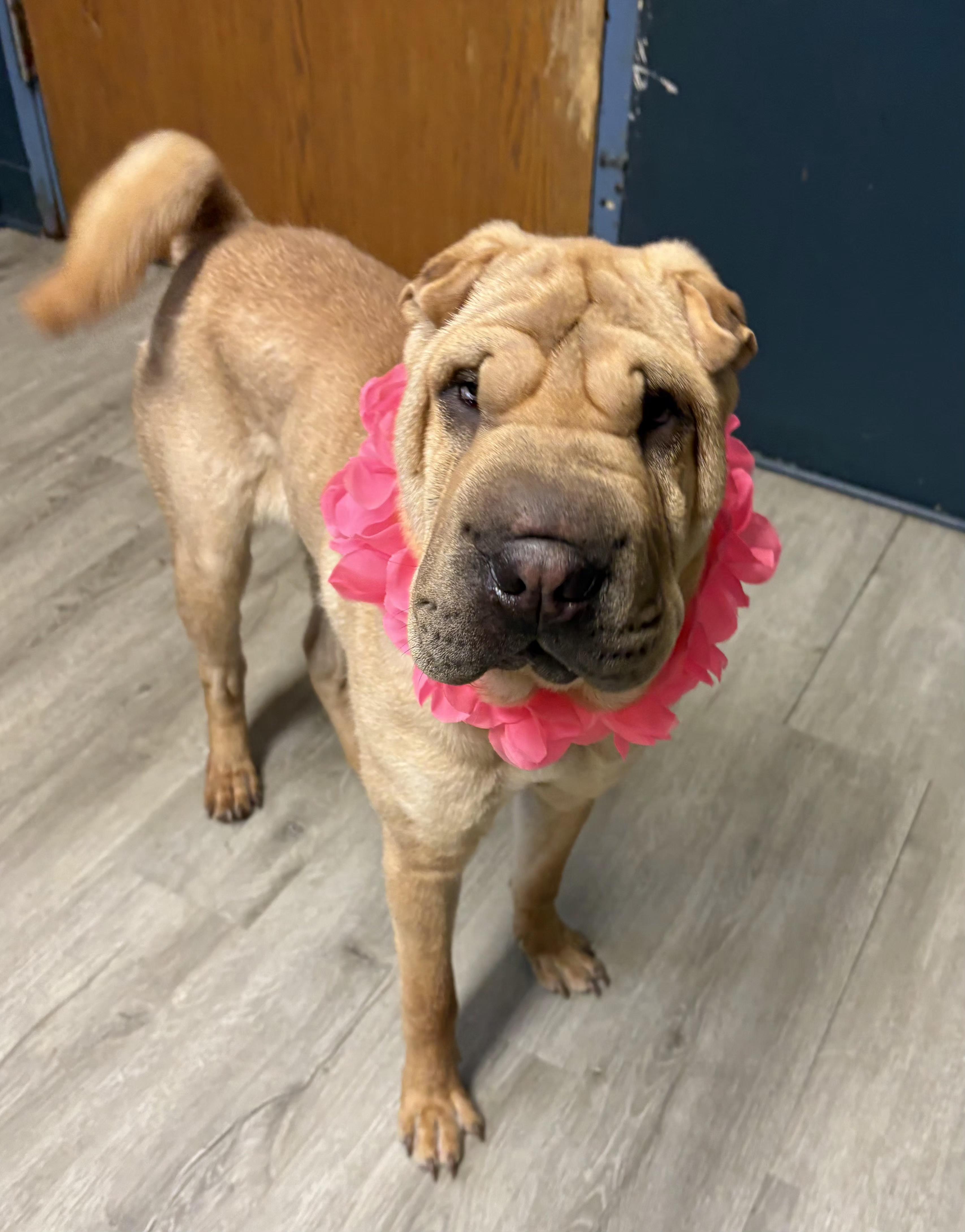 Enlarge Madam Crumpleton, an adopted Shar-Pei in Mansfield, OH image 2/5