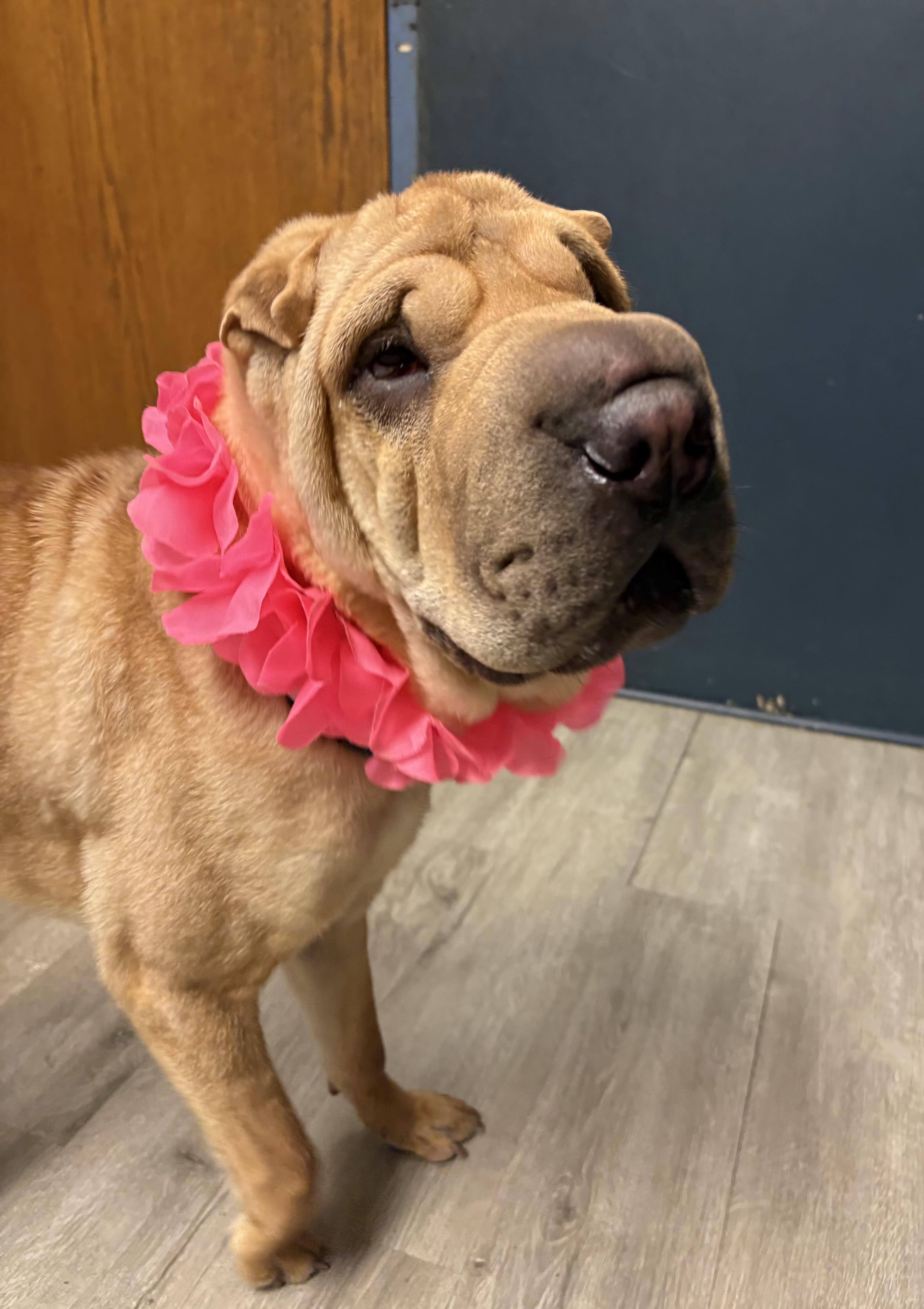 Enlarge Madam Crumpleton, an adopted Shar-Pei in Mansfield, OH image 3/5