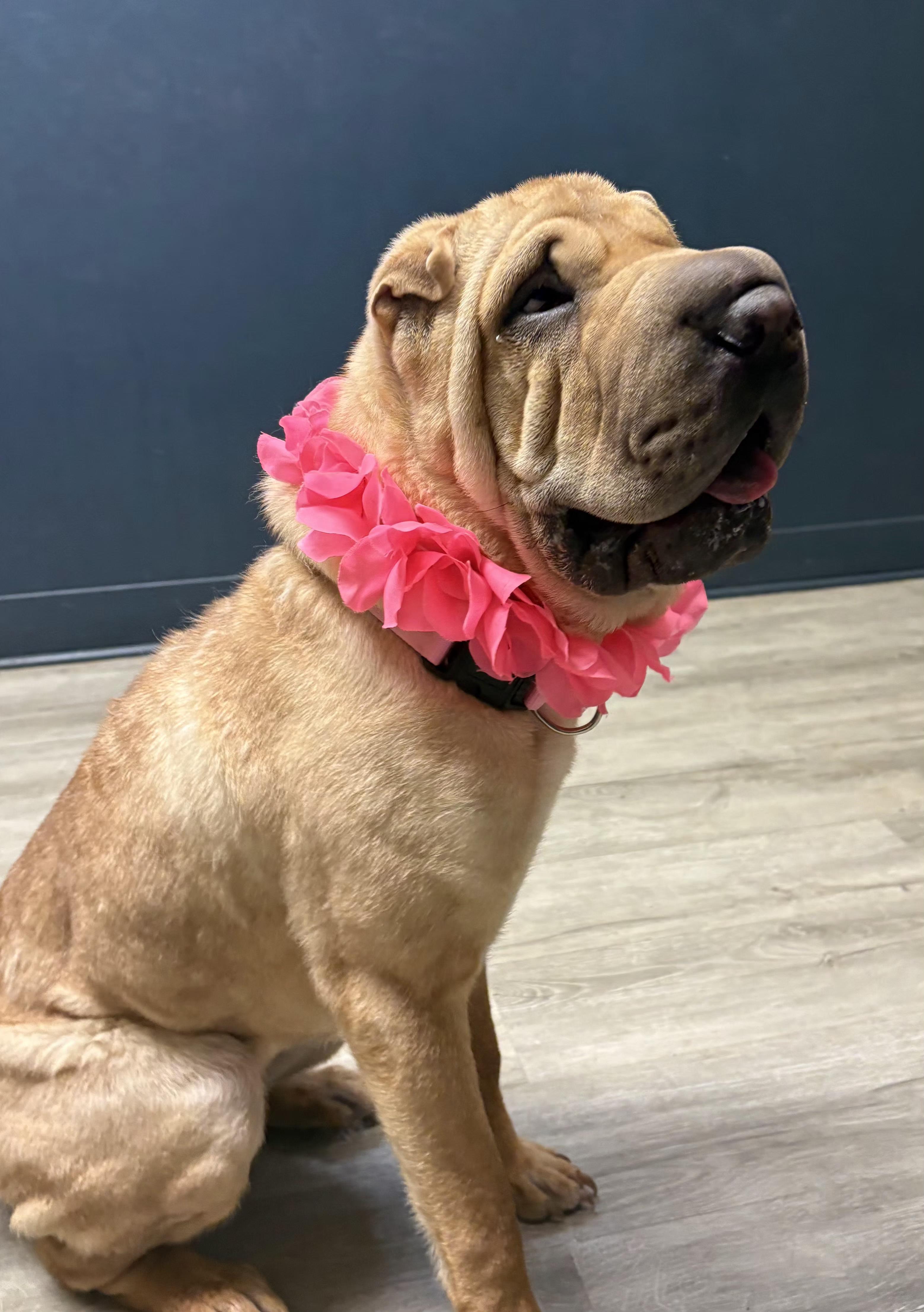 Madam Crumpleton, adopted, Young Female Shar-Pei.