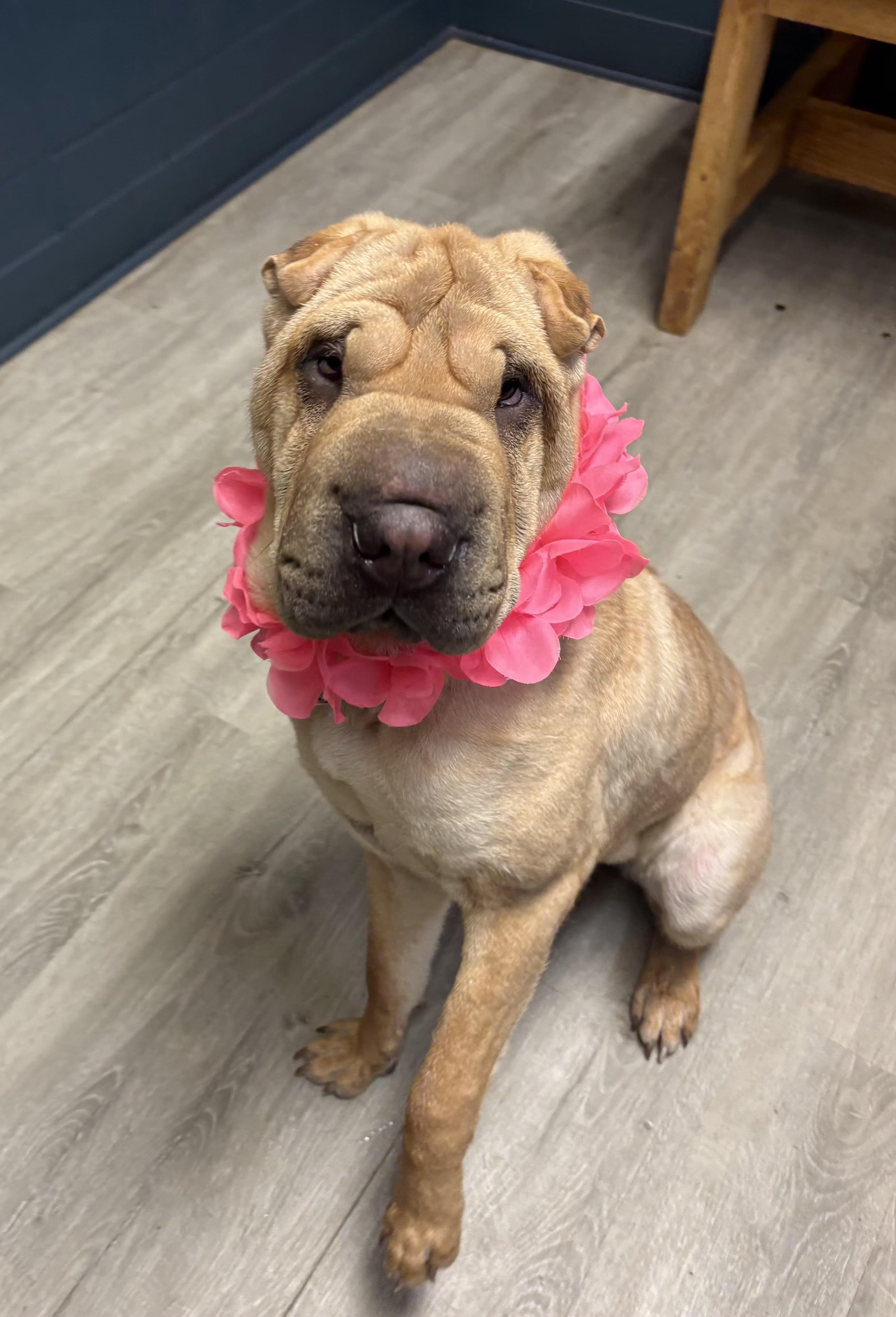 Enlarge Madam Crumpleton, an adopted Shar-Pei in Mansfield, OH image 4/5