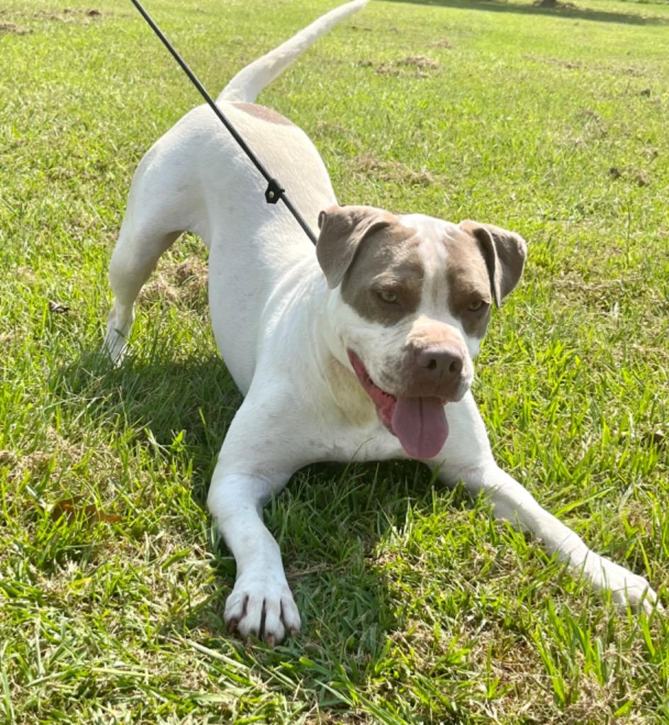 Enlarge Jed, a Adoptable mixed breed in Saint Francisville, LA image 2/6
