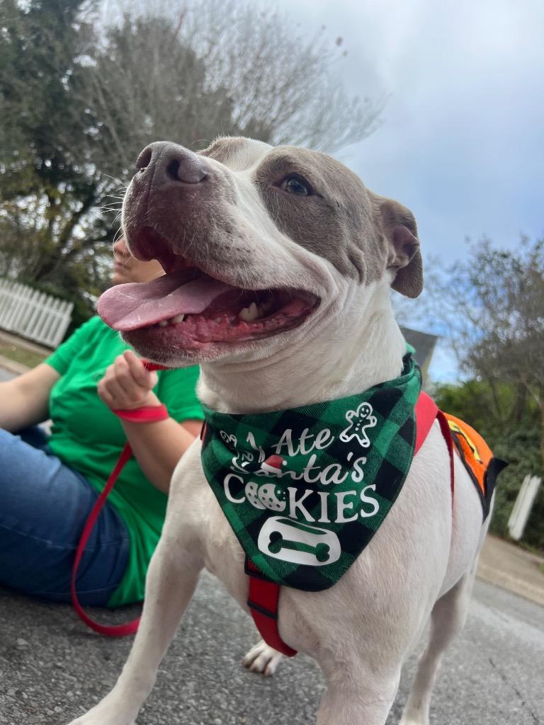 Enlarge Jed, a Adoptable mixed breed in Saint Francisville, LA image 5/6