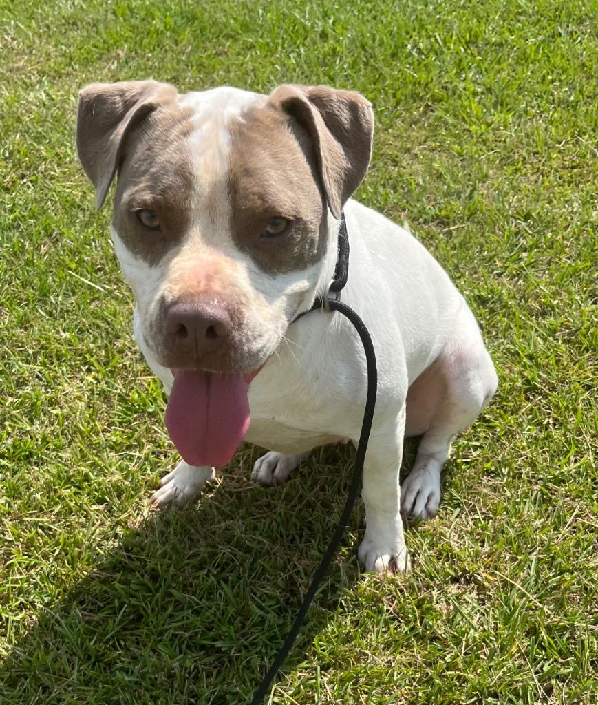 Enlarge Jed, a Adoptable mixed breed in Saint Francisville, LA image 6/6